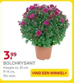 Praxis BOLCHRYSANT aanbieding