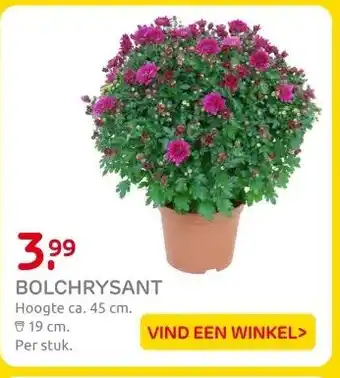 Praxis BOLCHRYSANT aanbieding