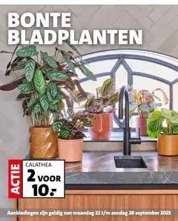 Intratuin Calathea aanbieding