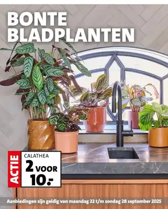 Intratuin Calathea aanbieding