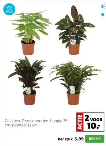 Intratuin Calathea. Diverse soorten, hoogte 35 cm, potmaat 12 cm. aanbieding