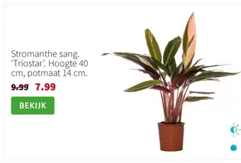 Intratuin Stromanthe sang. ‘Triostar’. Hoogte 40 cm, potmaat 14 cm. aanbieding