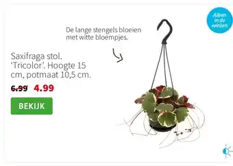 Intratuin Saxifraga stol. ‘Tricolor’. Hoogte 15 cm, potmaat 10,5 cm. aanbieding