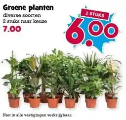 Boon`s Markt Groene planten diverse soorten aanbieding