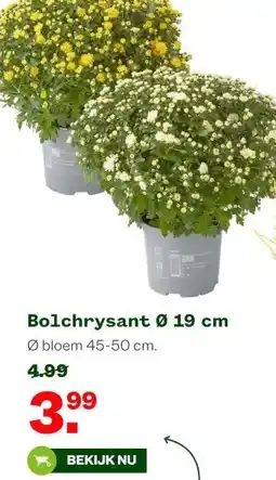 Welkoop Bolchrysant Ø 19 cm aanbieding