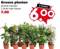 CoopCompact Groene planten aanbieding