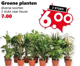 CoopCompact Groene planten aanbieding