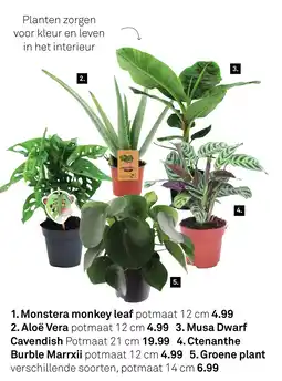 Karwei Monstera monkey leaf aanbieding