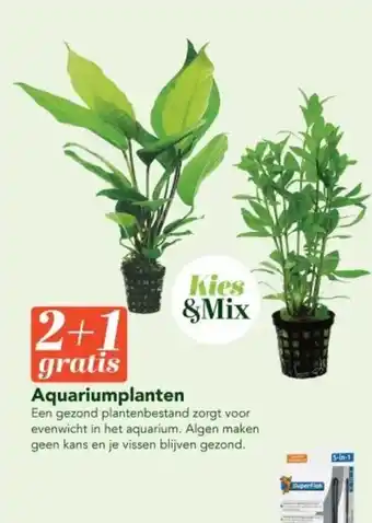 Discus Aquariumplanten aanbieding