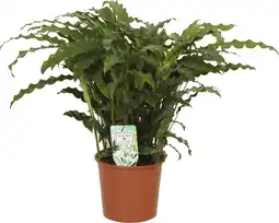Intratuin Calathea (Calathea rufibarba 'Bluegrass') D 12 H 35 cm aanbieding