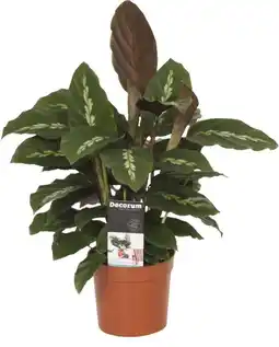 Intratuin Calathea (Calathea 'Maui Queen') D 12 H 35 cm aanbieding