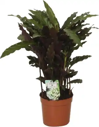 Intratuin Calathea (Calathea rufibarba 'Elgergrass') D 12 H 35 cm aanbieding