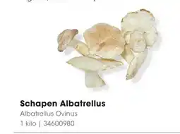 HANOS Schapen Albatrellus aanbieding