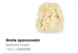 HANOS Grote sponszwam aanbieding