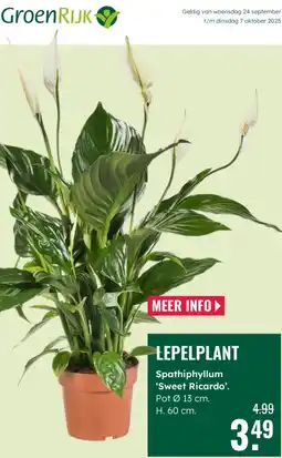 GroenRijk Spathiphyllum 'Sweet Ricardo'. aanbieding
