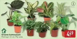 ALDI Groene kamerplant aanbieding