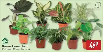 ALDI Groene kamerplant aanbieding
