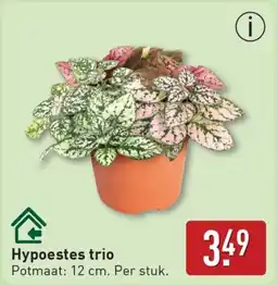 ALDI Hypoestes trio aanbieding