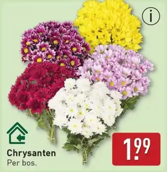ALDI Chrysanten aanbieding