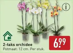 ALDI 2-taks orchidee aanbieding