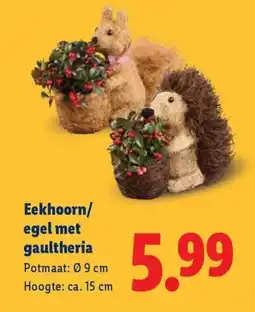 Lidl Eekhoorn egel met gaultheria aanbieding