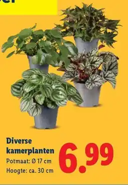 Lidl Diverse kamerplanten aanbieding