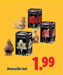 Lidl Amaryllis bol aanbieding