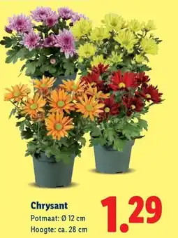 Lidl Chrysant aanbieding