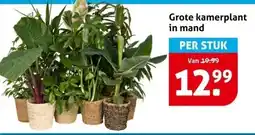 Hoogvliet Grote kamerplant in mand aanbieding