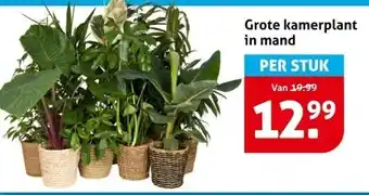 Hoogvliet Grote kamerplant in mand aanbieding