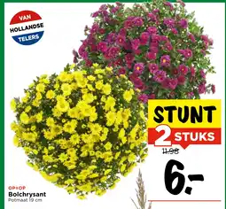 Vomar Voordeelmarkt Bolchrysant aanbieding