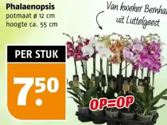 Poiesz Phalaenopsis aanbieding