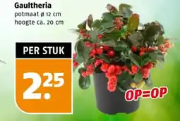 Poiesz Gaultheria aanbieding