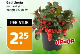 Poiesz Gaultheria aanbieding