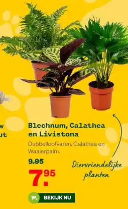 Welkoop Blechnum, Calathea en Livistona aanbieding