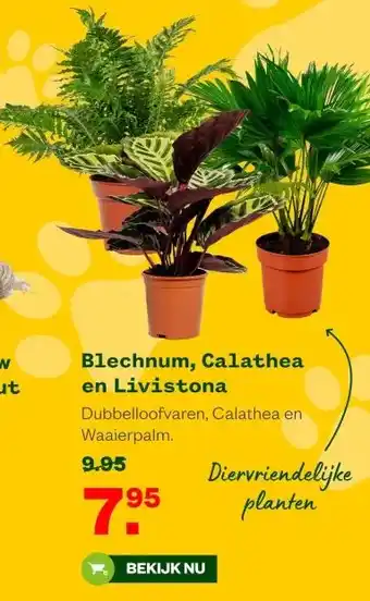 Welkoop Blechnum, Calathea en Livistona aanbieding
