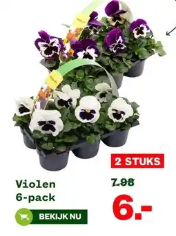 Welkoop Violen 6-pack aanbieding