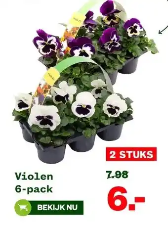 Welkoop Violen 6-pack aanbieding