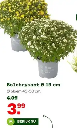 Welkoop Bolchrysant Ø 19 cm aanbieding