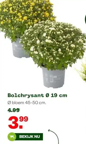 Welkoop Bolchrysant Ø 19 cm aanbieding