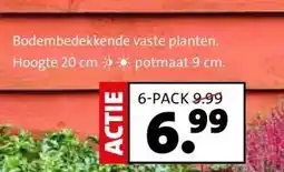 Intratuin Bodembedekkende vaste planten. aanbieding