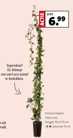 Intratuin Klimop (Hedera hibernica). aanbieding