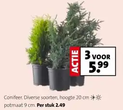 Intratuin Conifeer. Diverse soorten, aanbieding