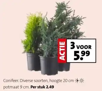 Intratuin Conifeer. Diverse soorten, aanbieding