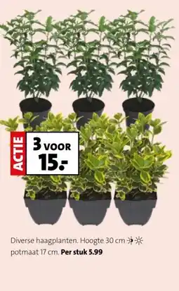 Intratuin Diverse haagplanten. aanbieding