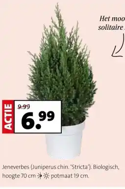 Intratuin Jeneverbes (Juniperus chin. 'Stricta'). aanbieding
