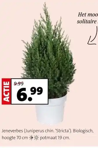 Intratuin Jeneverbes (Juniperus chin. 'Stricta'). aanbieding