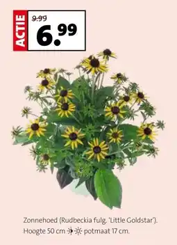 Intratuin Zonnehoed (Rudbeckia fulg. 'Little Goldstar'). aanbieding