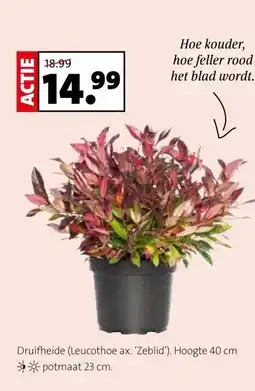 Intratuin Druifheide (Leucothoe ax. 'Zeblid') aanbieding