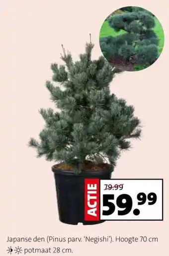 Intratuin Japanse den (Pinus parv. 'Negishi'). aanbieding